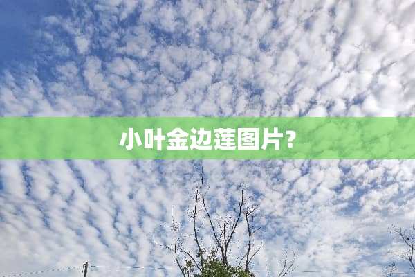 小叶金边莲图片？