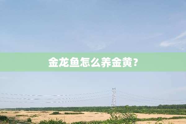 金龙鱼怎么养金黄？