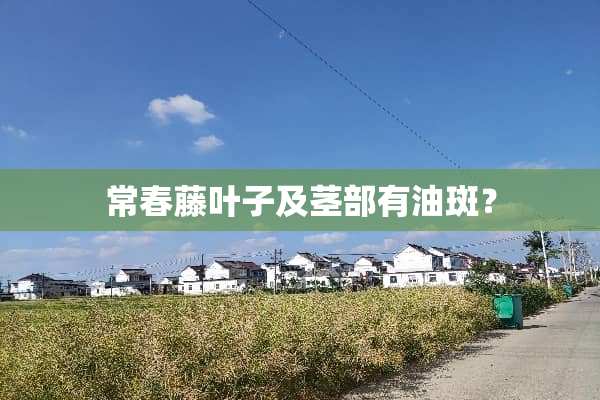 常春藤叶子及茎部有油斑？