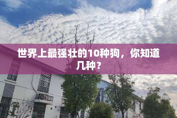 世界上最强壮的10种狗，你知道几种？
