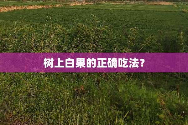 树上白果的正确吃法？