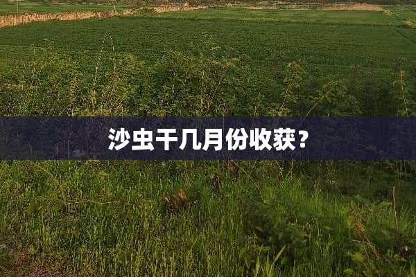 沙虫干几月份收获？
