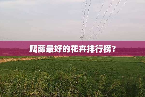 爬藤最好的花卉排行榜？