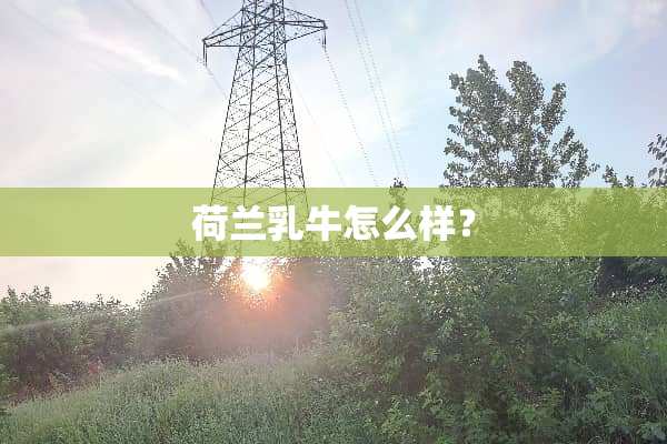 荷兰*牛怎么样？