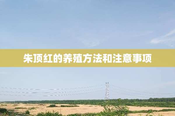 朱顶红的养殖方法和注意事项