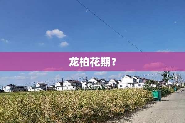 龙柏花期？