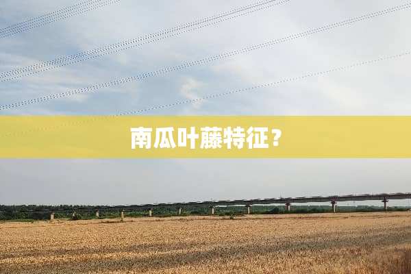 南瓜叶藤特征？