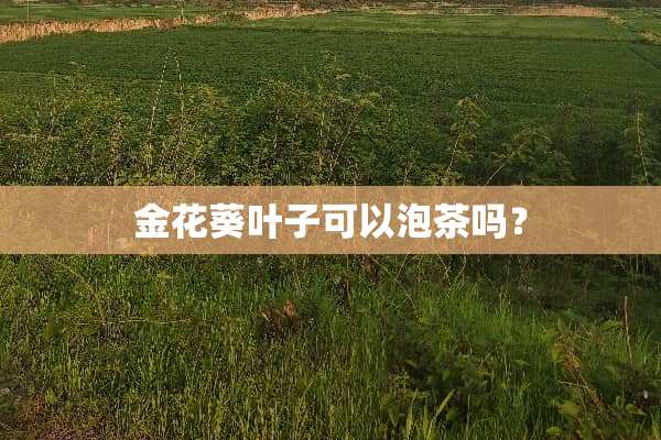 金花葵叶子可以泡茶吗？