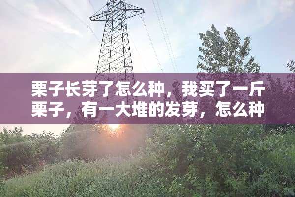 栗子长芽了怎么种，我买了一斤栗子，有一大堆的发芽，怎么种，最好怎样种？