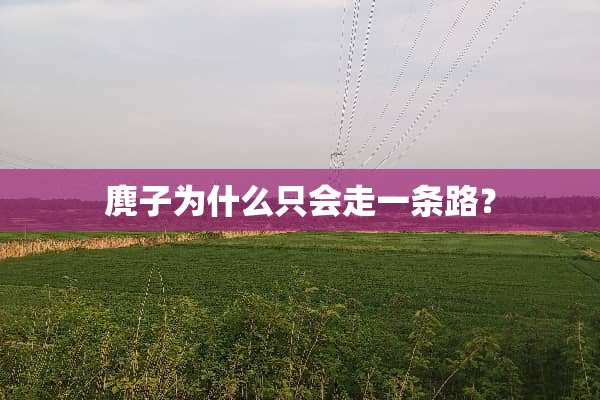 麂子为什么只会走一条路？