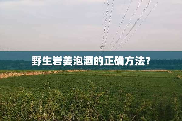 野生岩姜泡酒的正确方法？