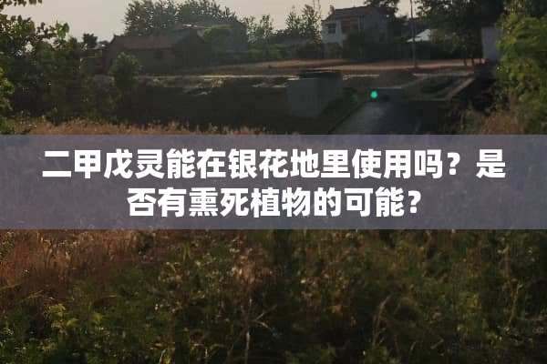 二甲戊灵能在银花地里使用吗？是否有熏死植物的可能？