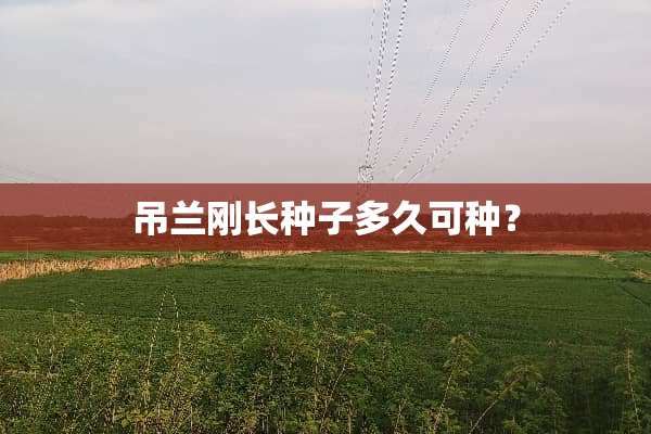 吊兰刚长种子多久可种？