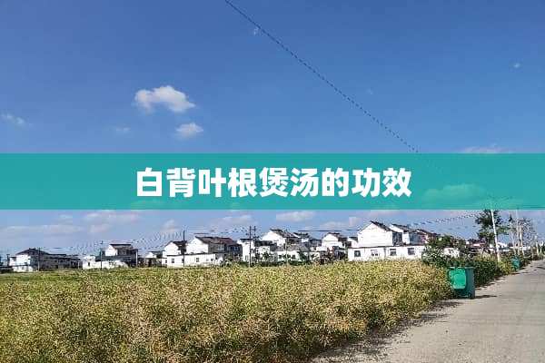 白背叶根煲汤的功效