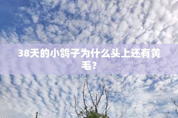 38天的小鸽子为什么头上还有黄毛？