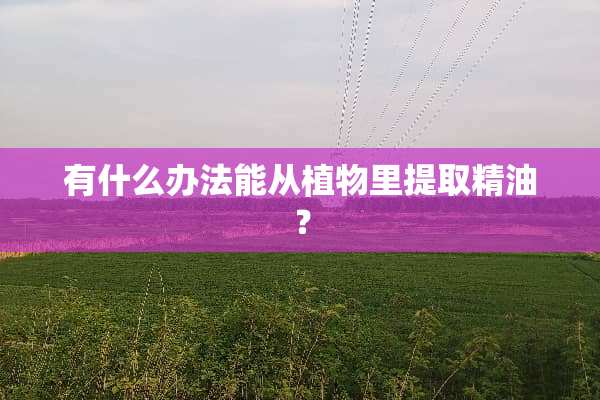 有什么办法能从植物里提取精油？
