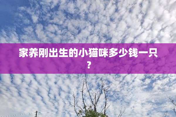 家养刚出生的小猫咪多少钱一只？