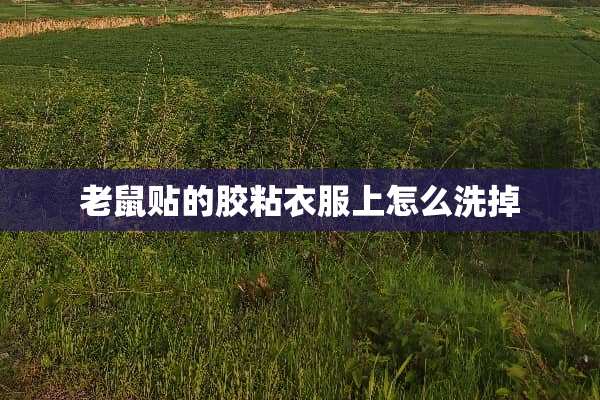 老鼠贴的胶粘衣服上怎么洗掉