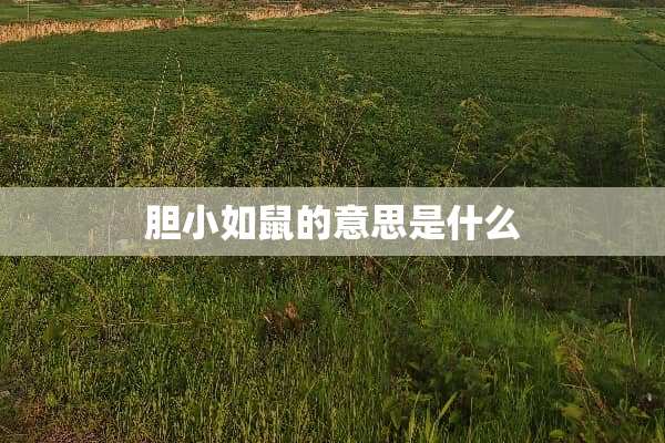 胆小如鼠的意思是什么