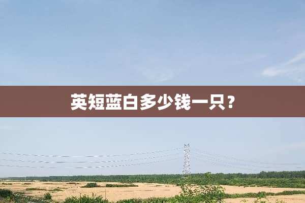 英短蓝白多少钱一只？