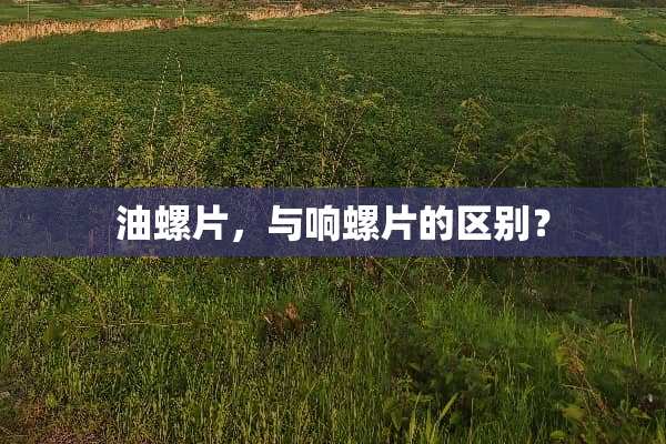 油螺片，与响螺片的区别？