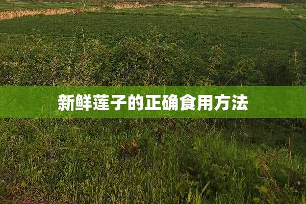 新鲜莲子的正确食用方法