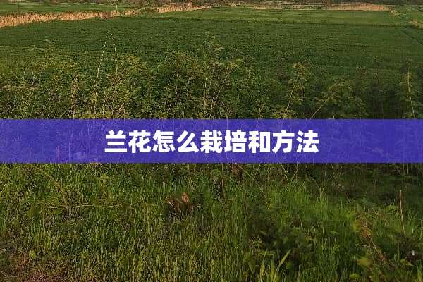 兰花怎么栽培和方法