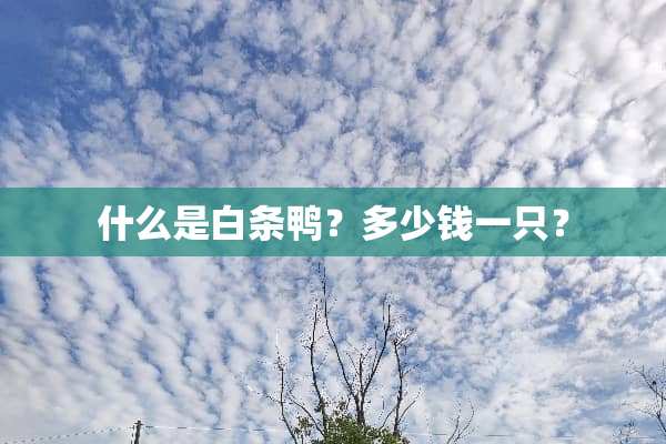 什么是白条鸭？多少钱一只？