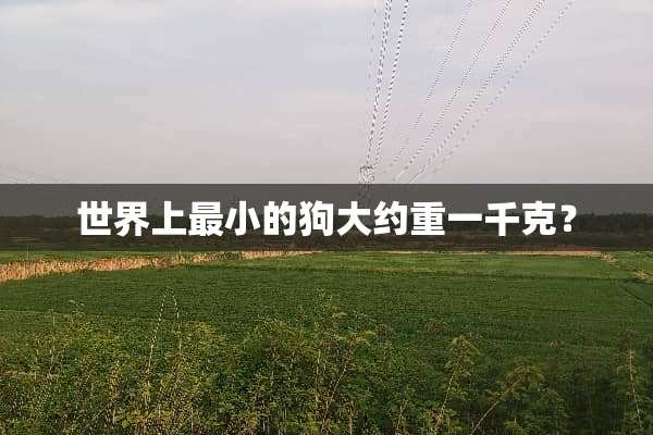 世界上最小的狗大约重一千克？