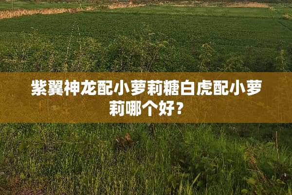 紫翼神龙配小**糖白虎配小**哪个好？