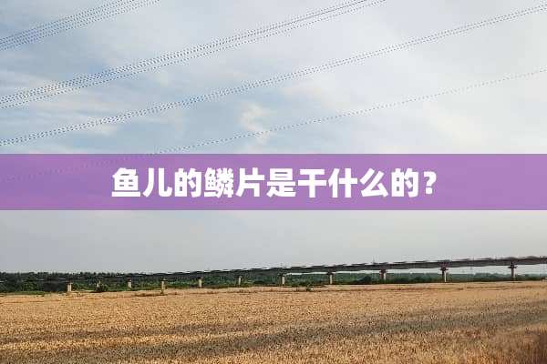 鱼儿的鳞片是干什么的？