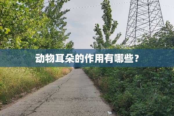 动物耳朵的作用有哪些？