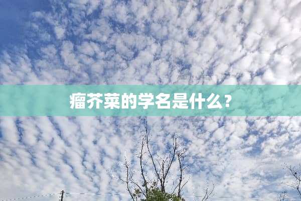 瘤芥菜的学名是什么？
