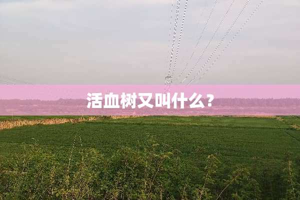 活血树又叫什么？