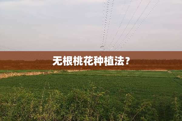 无根桃花种植法？