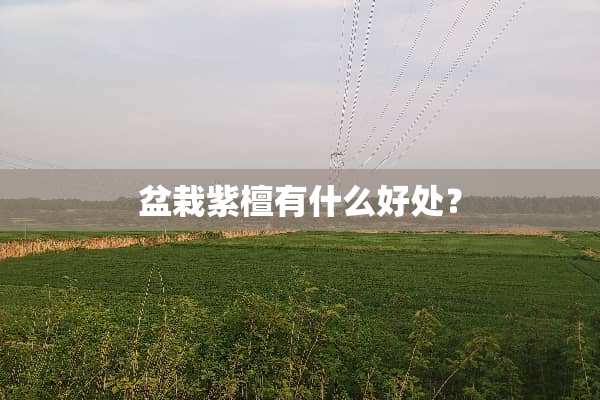 盆栽紫檀有什么好处？