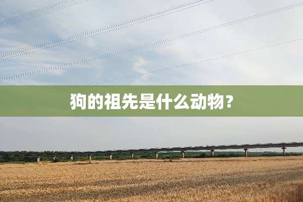 狗的祖先是什么动物？