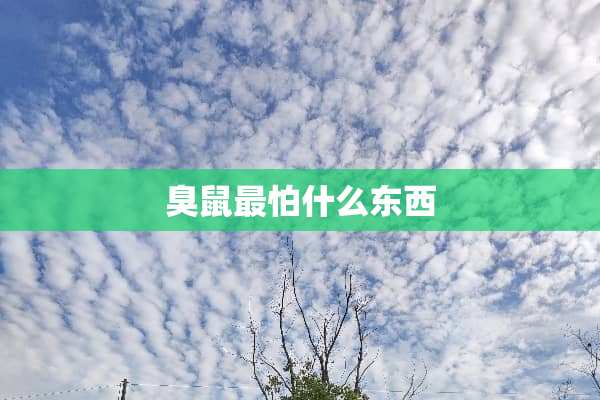 臭鼠最怕什么东西