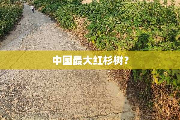 中国最大红杉树？