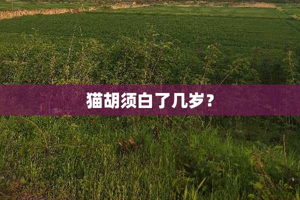 猫胡须白了几岁？