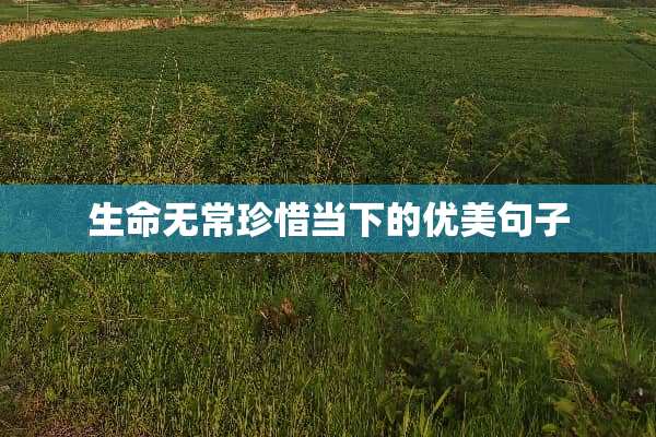 生命无常珍惜当下的优美句子