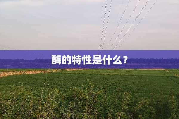 酶的特性是什么？