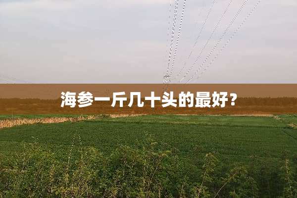 海参一斤几十头的最好？