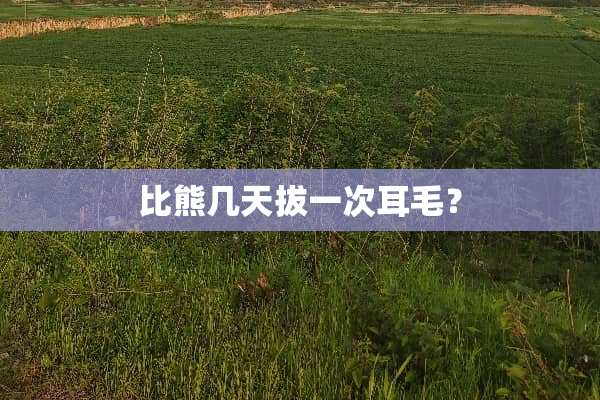 比熊几天拔一次耳毛？