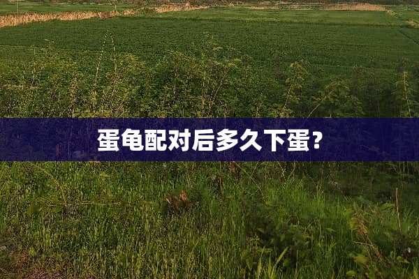 蛋龟配对后多久下蛋？