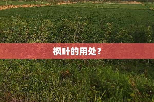 枫叶的用处？