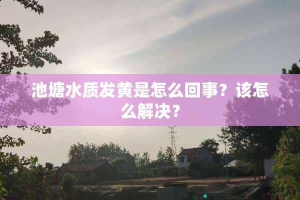 池塘水质发黄是怎么回事？该怎么解决？