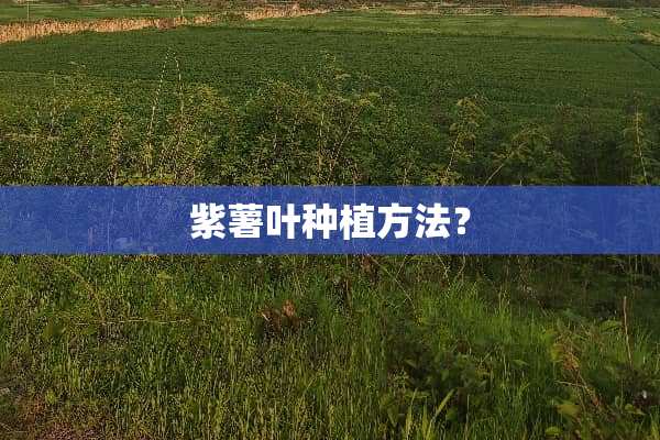 紫薯叶种植方法？