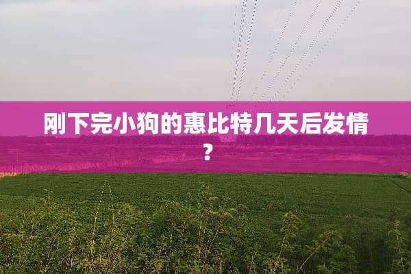 刚下完小狗的惠比特几天后**？