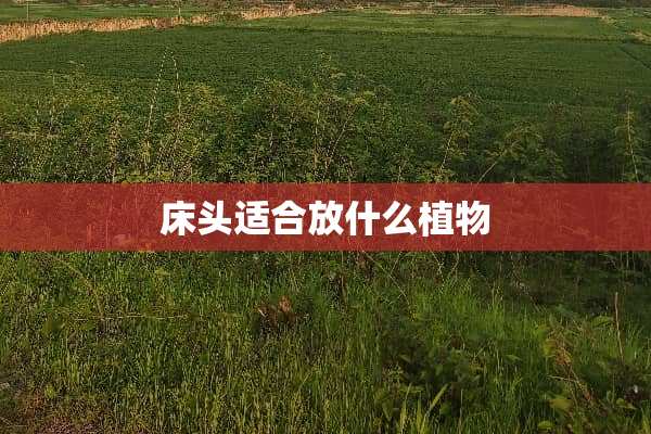 床头适合放什么植物